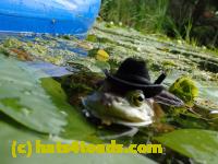 /home//u458753944/public_html/sourcegallery/////////////Frogs/More bullfrogs/P8180212.JPG